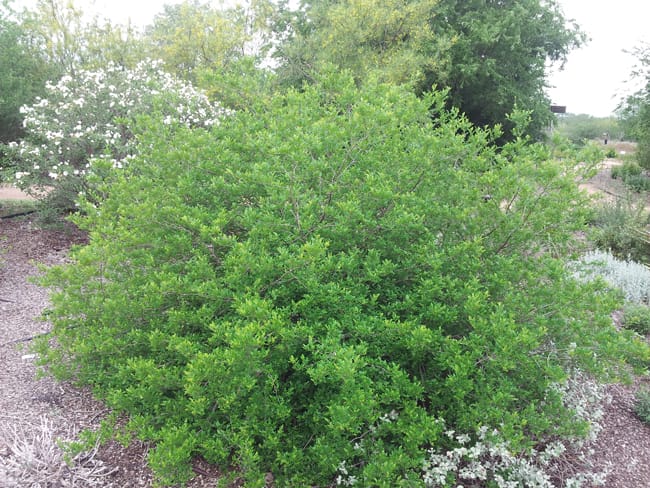 1488556821Colima-Zanthoxylum-fagara-form.jpg