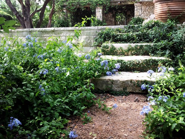 1488556869Plumbago-Plumbago-auriculata-form-Monte-Vista-6-2014.jpg