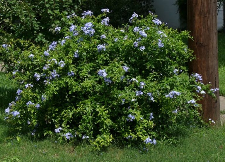 1488556875Plumbago-Plumbego-auriculata-form.jpg