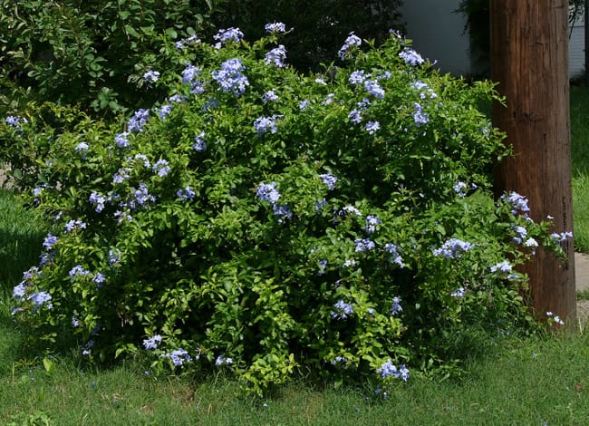 1488556875Plumbago-Plumbego-auriculata-form.jpg