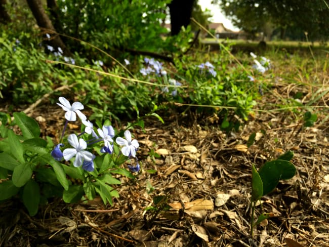 1488556889Plumbago-saplings.jpg