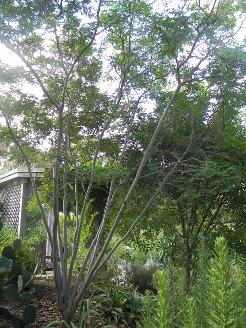 1488558322Poinciana-mexican-Caesalpinia-mexicana-form-sabg-5-year-specimen-8-2014.jpg