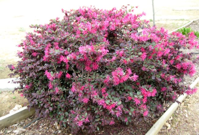 1488558346Loropetalum-Loropetalum-chinense-var-rubrum-form.jpg