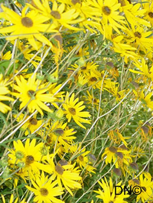 1488558672sunflower-maximilian-helianthus-sp-detail.jpg