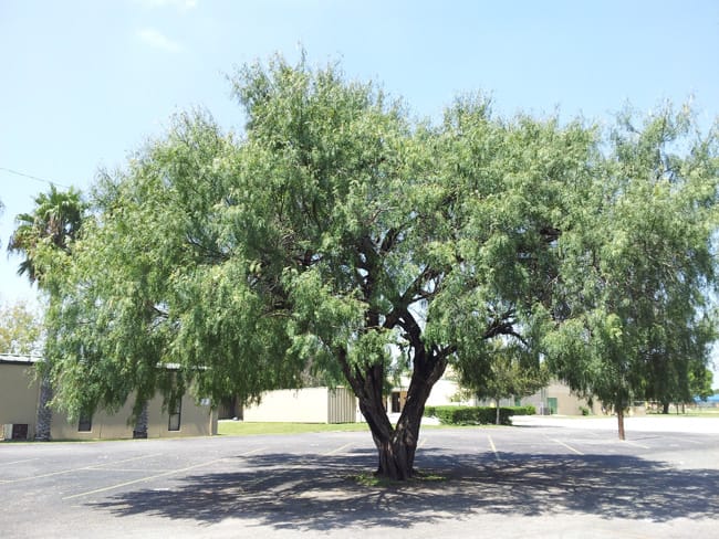 1488558801Mesquite-Honey-Prosopis-glandulosa-20120919-form.jpg