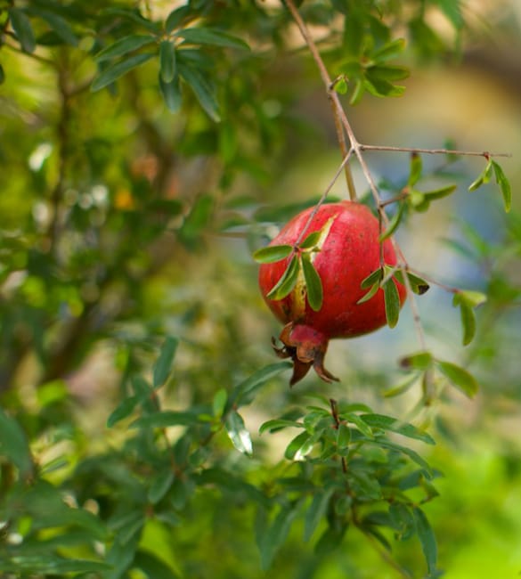 1488558807Pomegranate-Punica-granatum-detail.jpg
