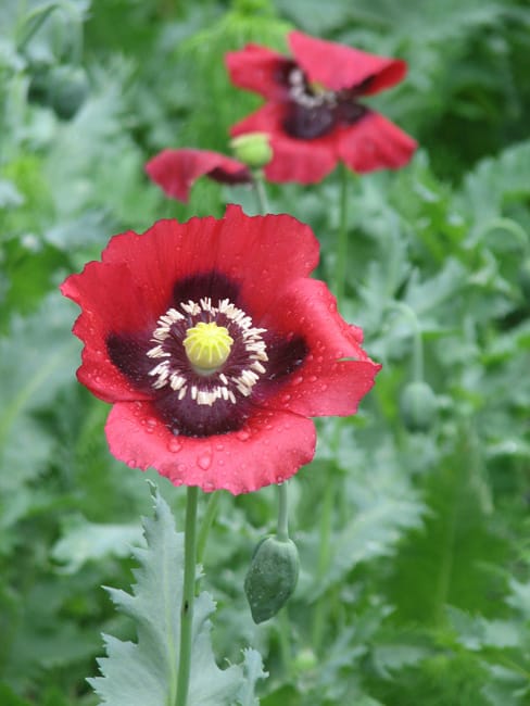 1488559180poppy-oriental-papaver-somniferum-detail.jpg