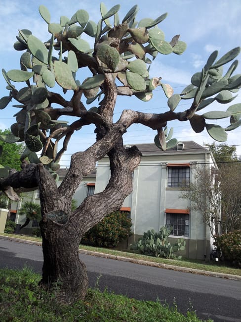 1488559997Prickly-pear-spineless-Opuntia-ellisiana-form-tree-form-monte-vista.jpg