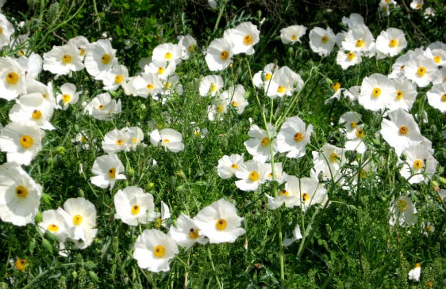 1488560772White-Prickly-Poppies-Argemone-Albiflora-form.jpg