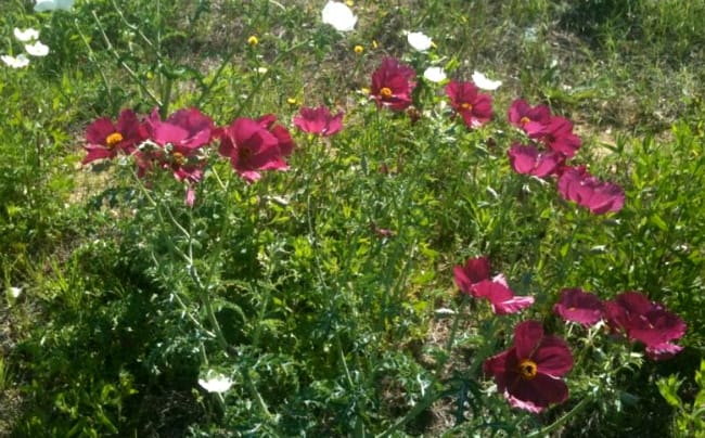 1488560778Rose-Prickly-Poppy-Argemone-sanguinea-form.jpg