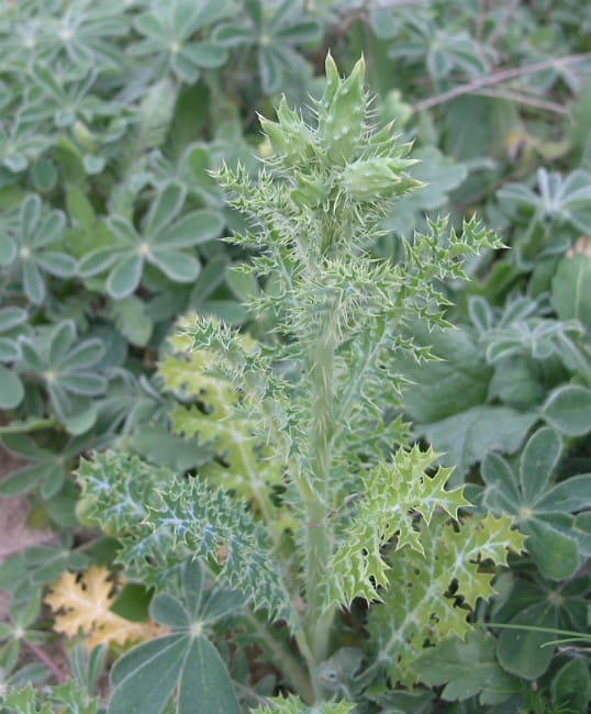 1488560792Prickly-poppy-Argemone-sp-buds-detail.jpg