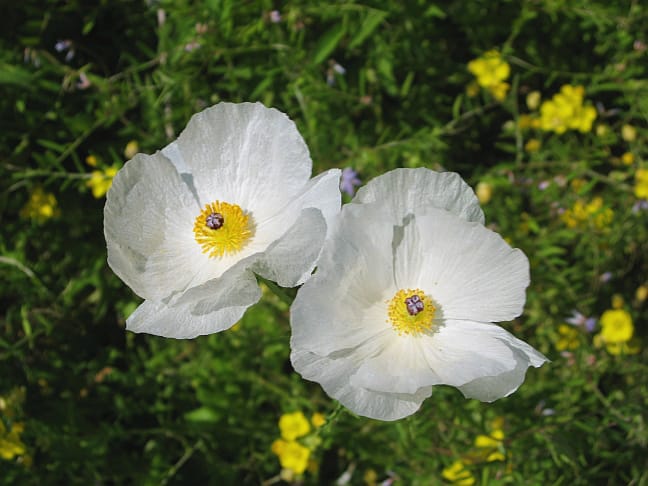 1488560807White-Prickly-Poppy-Argemone-albiflora-detail.jpg