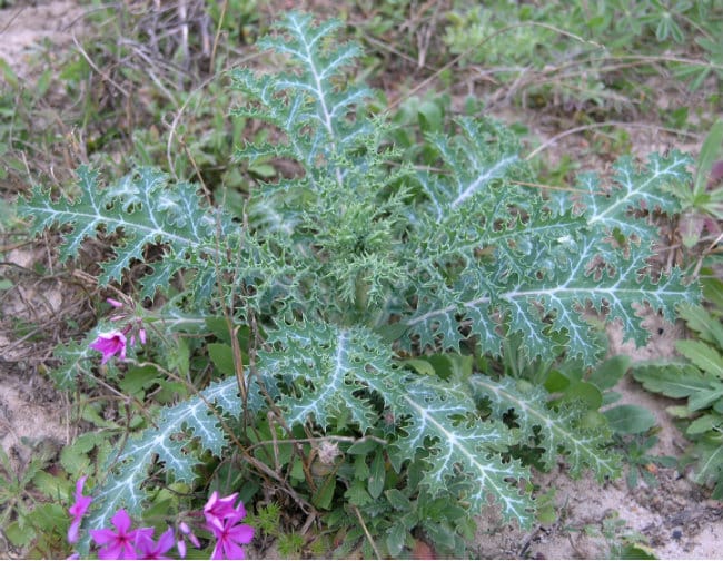 1488560817Prickly-poppy-Argemone-spp-young-form.jpg