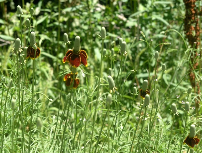 1488561277Mexican-Hat-Ratibida-columnifera-form.jpg