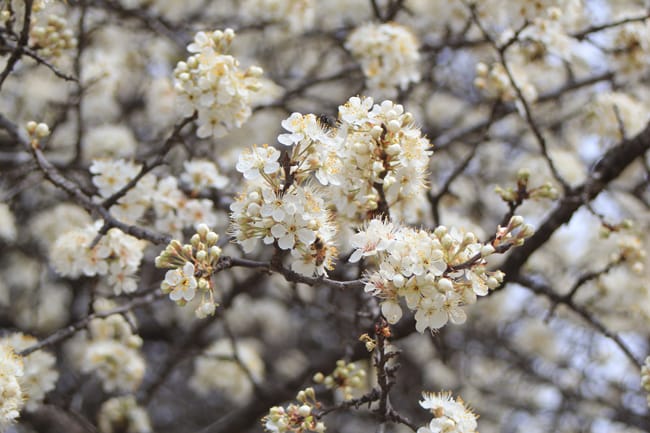 1488561824Mexican-Plum-Prunus-mexicana-detail-flower-bees.jpg