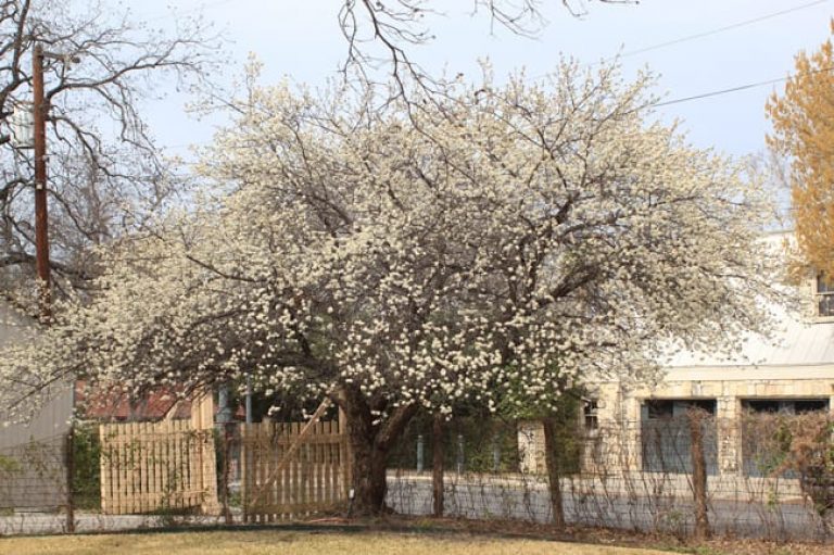 1488561837Mexican-Plum-Prunus-mexicana-large-specimen-king-william.jpg