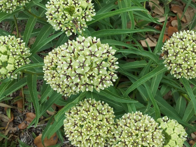 Green Milkweed