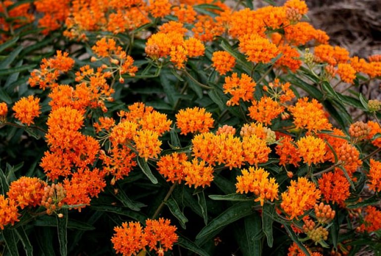 1488562623Butterfly-weed-Asclepias-tuberosa-detail-.jpg
