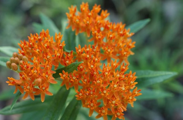 1488562627Butterfly-weed-Asclepias-tuberosa-detail-Austin-NPIN-Ray-Mathews-RCM_IMG0450.jpg