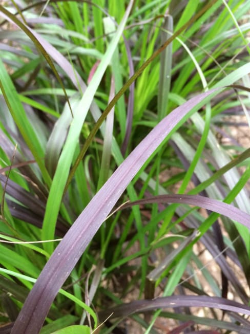 1488565952Purple-Fountain-Grass-Pennisetum-setaceum-blade-detail.jpg