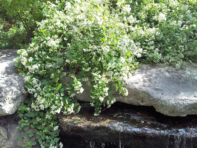 1488569871Mistflower-White-Ageratina-havanensis-form.jpg