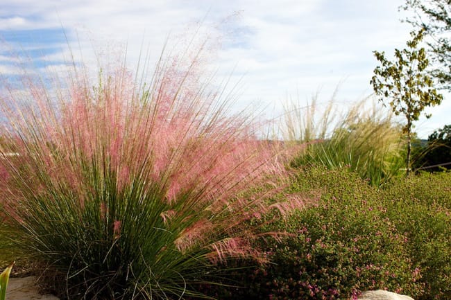 1488570993muhly-gulf-muhlenbergia-capillaris-form.jpg