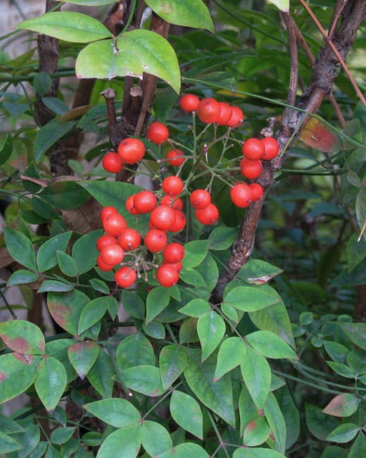 1488571804Nandina-Nandina-domestica-detail-berries.jpg