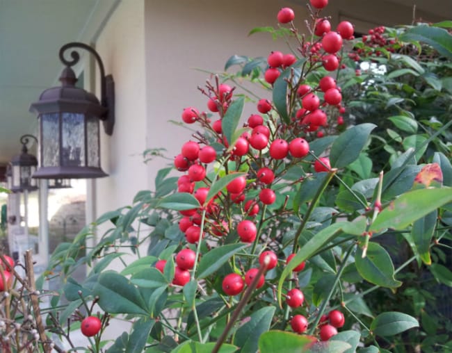 1488571810Nandina-Nandina-domestica-detail-berries-Oak-Hills-March.jpg