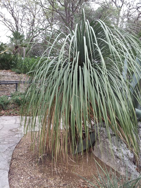 1488571993Nolina-Nelsons-Nolina-nelsonii-form-botanical-entrance.jpg