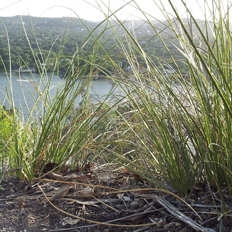 1488572495basketgrass-nolina-texana-detail-lake-austin.jpg