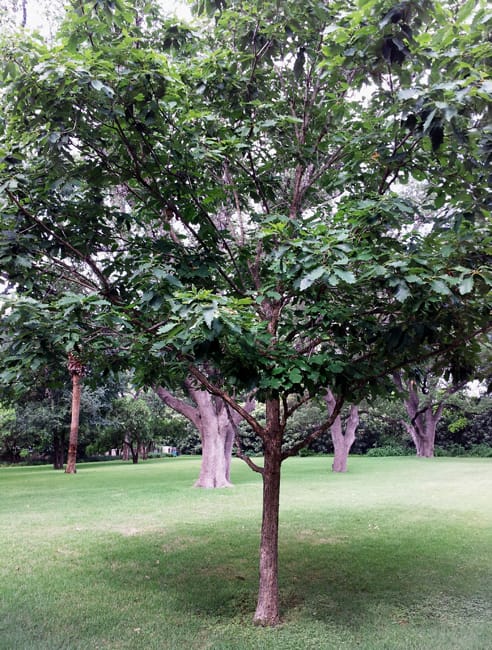 1488573120Oak-Chinquapin-Quercus-muhlenbergii-form-Monte-vista-15-years-6-2014.jpg