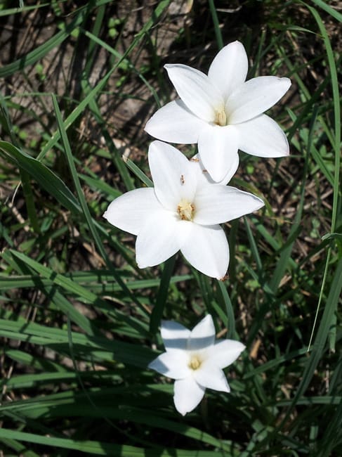 1488573162Rain-Lily-Flower-Zephyranthes-sp-detail.jpg
