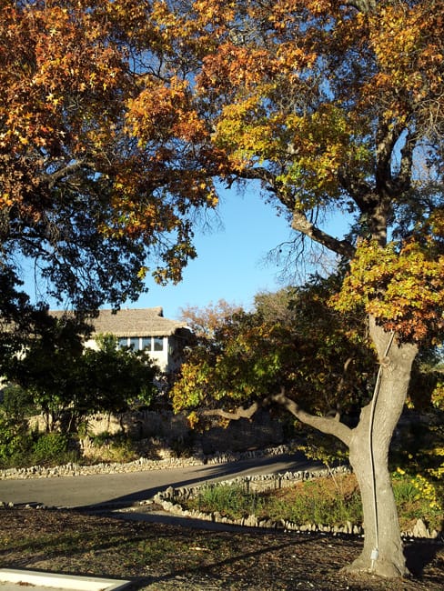 1488573581oak-red-quercus-texana-20131216-form.jpg