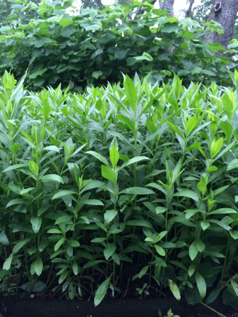 1488573931Obedient-plant-Physostegia-virginiana-form.jpg