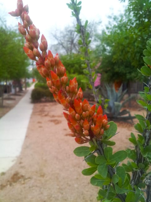 1488574277Ocotillo-Fouquiera-splendens-detail-flowering-April.jpg
