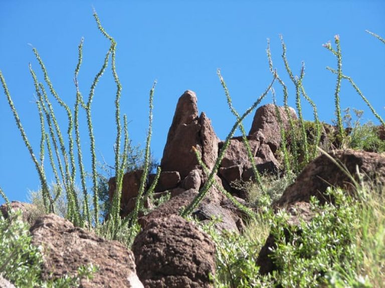 1488574287Ocotillo-Fouquiera-splendens-form-with-leaves-Big-Bend-2010.jpg