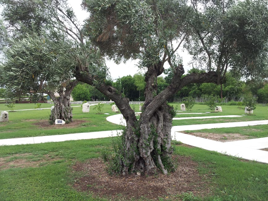 1488574747Olive-European-Olea-europea-form-Lackland-6-2014.jpg