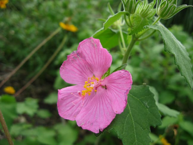 1488576882Rock-Rose-Pavonia-lasiopetalum-detail.jpg