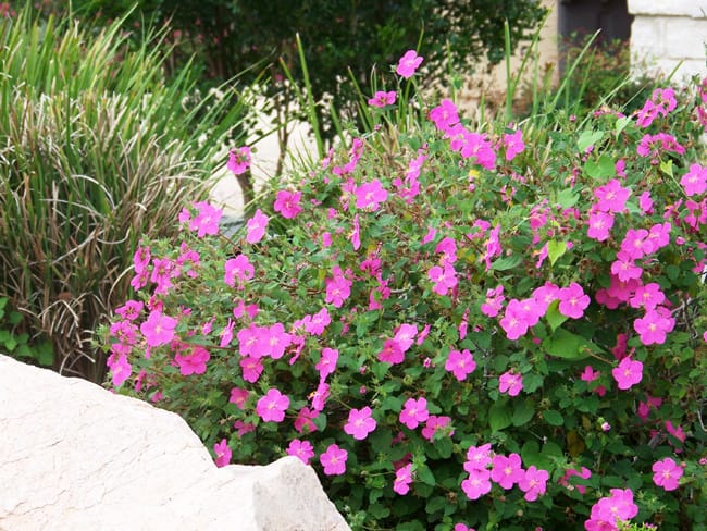 Texas rock rose