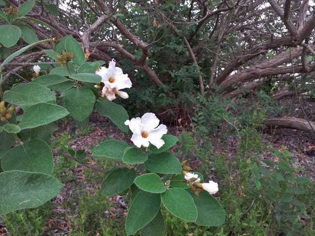 1488801984Olive-Mexican-Cordia-boissieri-detail-trunks-and-flower-wild-form.jpg