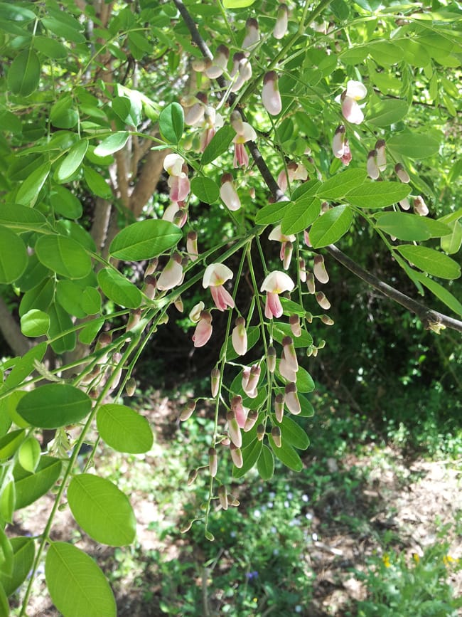 1488805342Eves-necklace-Sophora-affinis-detail-flowering.jpg
