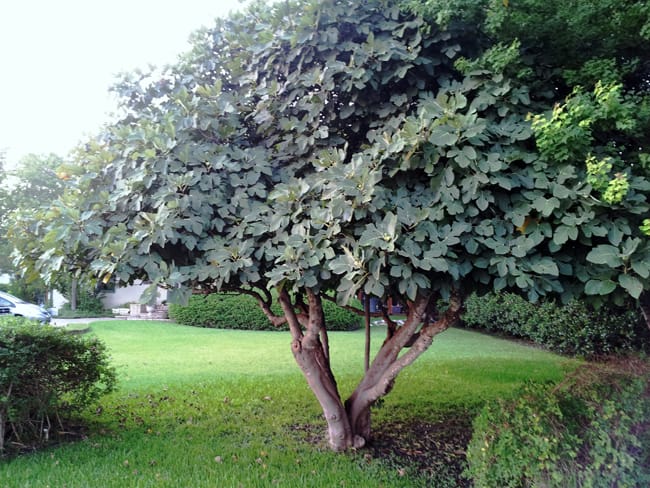 1488806072Fig-Ficus-carica-form-Terrell-Hills-8-2014.jpg