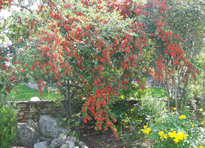 1488806454Possumhaw-plant.jpg