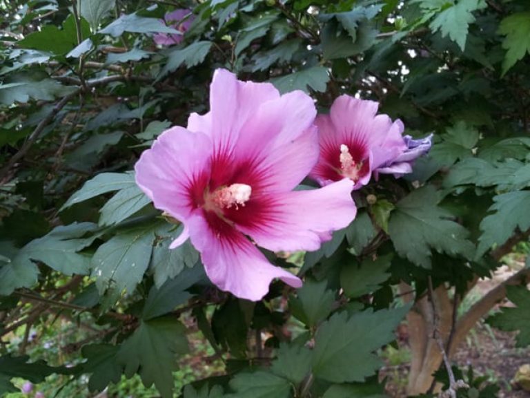 1488810851Rose-of-sharon-Hibiscus-siriacus-detail-flower.jpg