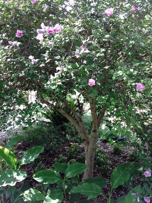 1488810856Rose-of-sharon-Hibiscus-siriacus-form-blue-danube-sabg.jpg