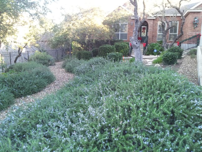 1488811733rosemary-trailing-rosmarinus-form.jpg