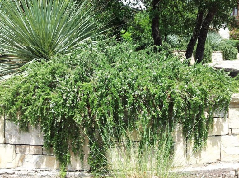 1488811756Rosemary-creeping-Rosmarinus-officinalis-form-Elm-Creek-6-2014.jpg