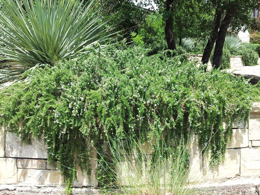 1488811756Rosemary-creeping-Rosmarinus-officinalis-form-Elm-Creek-6-2014.jpg