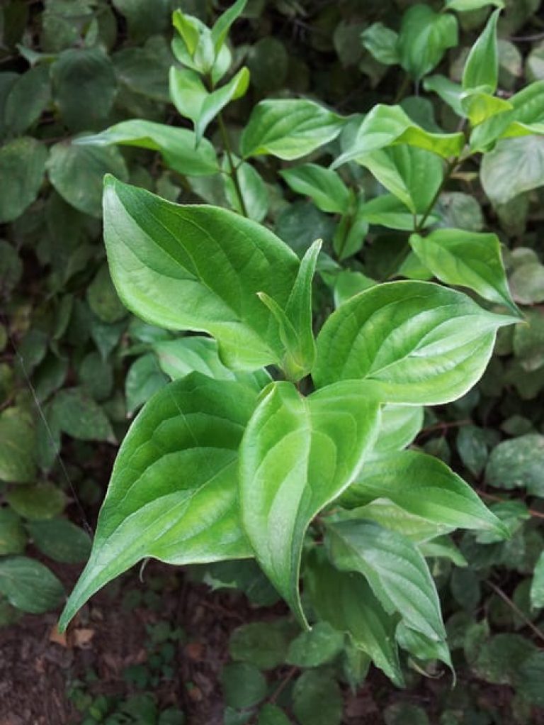 1488812626Roughleaf-Dogwood-Cornus-drummondii-leaf-detail.jpg