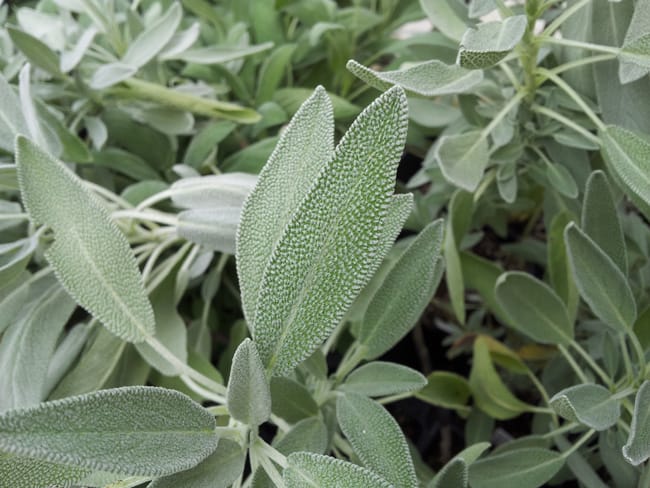 1488819455sage-official-salvia-x-nazareth-detail.jpg